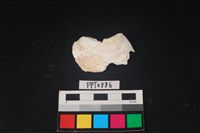 藏品(貝殼)的圖片