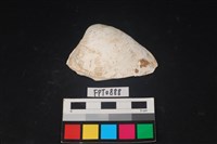 藏品(貝殼)的圖片