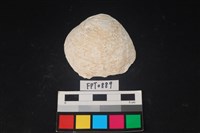 藏品(貝殼)的圖片