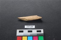 藏品(偶蹄類動物骨)的圖片