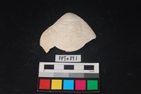 藏品(貝殼)的圖片