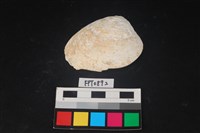 藏品(貝殼)的圖片