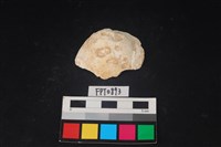 藏品(貝殼)的圖片