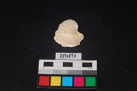 藏品(貝殼)的圖片