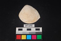 藏品(貝殼)的圖片