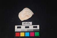 藏品(貝殼)的圖片