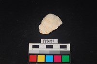 藏品(貝殼)的圖片