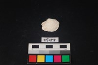 藏品(貝殼)的圖片