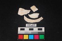 藏品(貝殼)的圖片