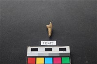 藏品(鹿骨)的圖片