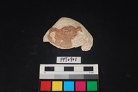 藏品(貝殼)的圖片