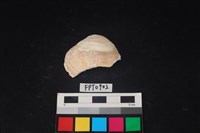 藏品(貝殼)的圖片