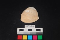 藏品(貝殼)的圖片