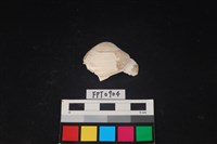 藏品(貝殼)的圖片