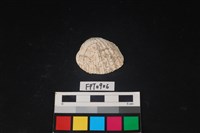 藏品(貝殼)的圖片