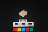 藏品(貝殼)的圖片