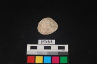 藏品(貝殼)的圖片