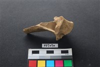 藏品(豬骨)的圖片