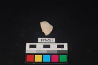 藏品(貝殼)的圖片