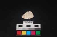 藏品(貝殼)的圖片