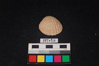 藏品(貝殼)的圖片