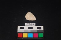 藏品(貝殼)的圖片