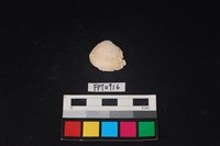 藏品(貝殼)的圖片