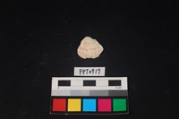 藏品(貝殼)的圖片