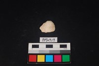 藏品(貝殼)的圖片