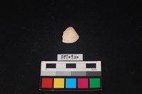 藏品(貝殼)的圖片