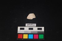 藏品(貝殼)的圖片