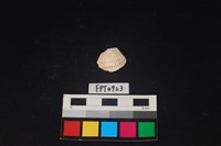 藏品(貝殼)的圖片