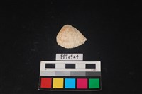 藏品(貝殼)的圖片