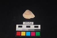 藏品(貝殼)的圖片