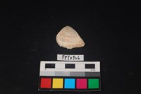 藏品(貝殼)的圖片