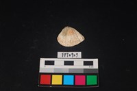 藏品(貝殼)的圖片