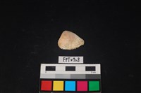 藏品(貝殼)的圖片