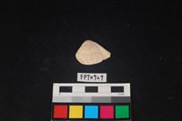 藏品(貝殼)的圖片