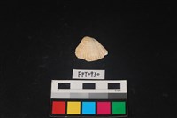 藏品(貝殼)的圖片