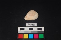 藏品(貝殼)的圖片