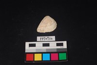 藏品(貝殼)的圖片