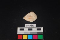 藏品(貝殼)的圖片