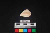 藏品(貝殼)的圖片