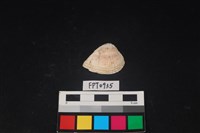 藏品(貝殼)的圖片