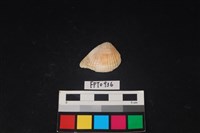 藏品(貝殼)的圖片