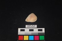 藏品(貝殼)的圖片