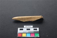 藏品(偶蹄類動物骨)的圖片