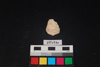 藏品(貝殼)的圖片