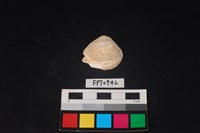 藏品(貝殼)的圖片