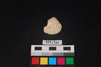 藏品(貝殼)的圖片